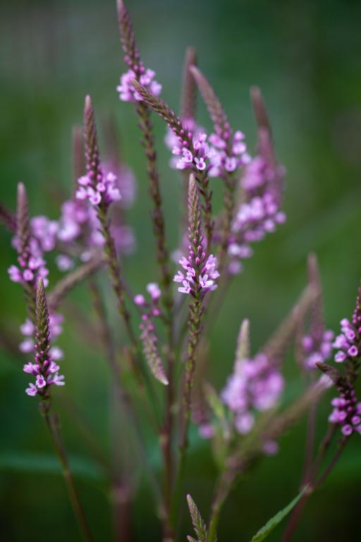 Verbena hastata, 'Pink Spires'