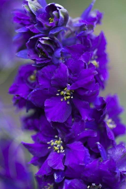 Delphinium consolida, 'Blue Spire'