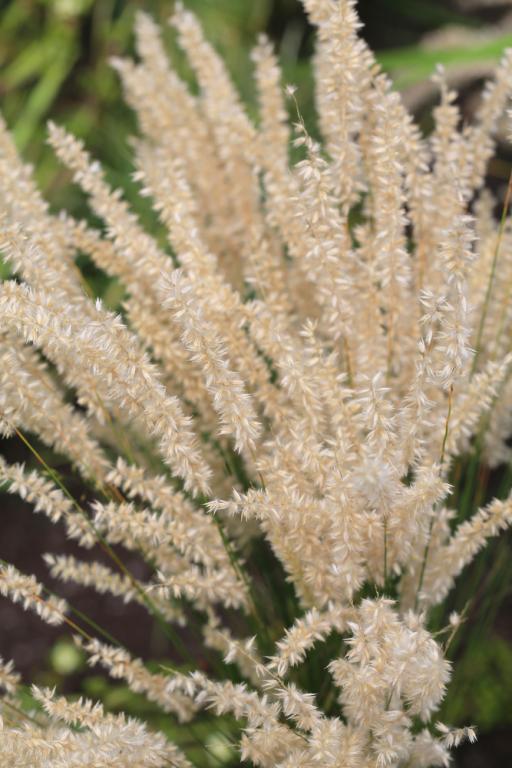 Melica ciliata, 'Silky'