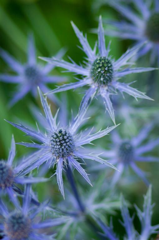 Eryngium bourgatii