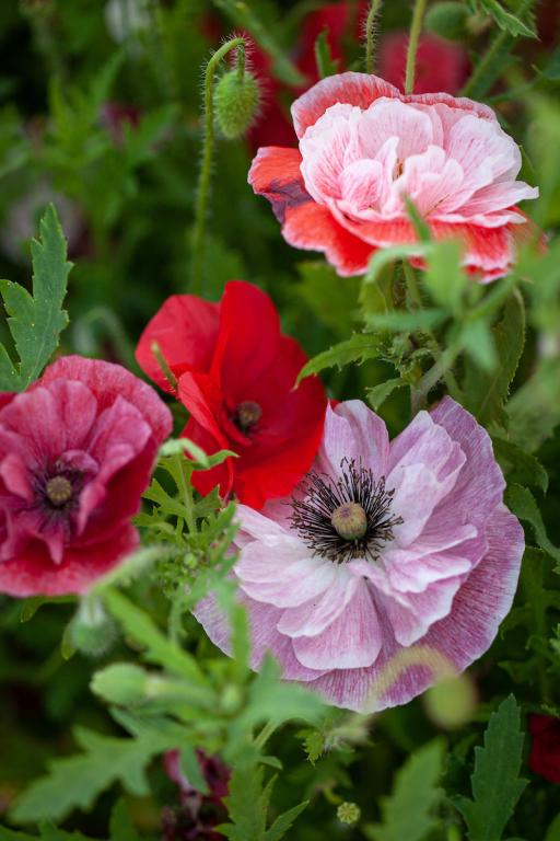 Papaver rhoeas, 'Angel's Choir'