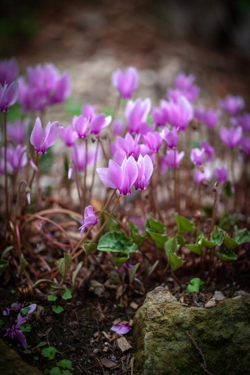 Cyclamen hederifolium