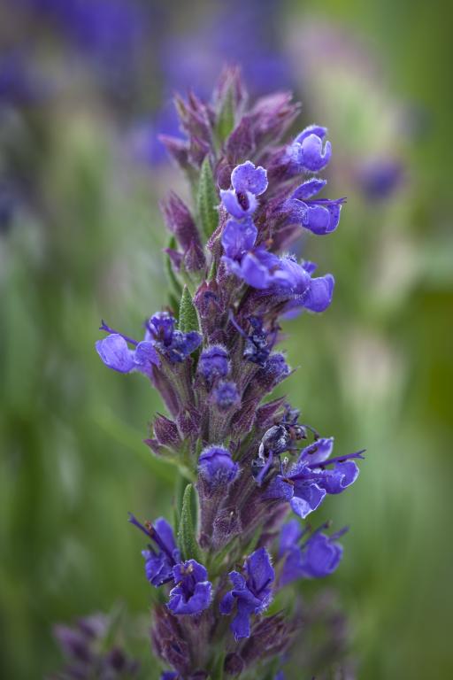 Hyssop
