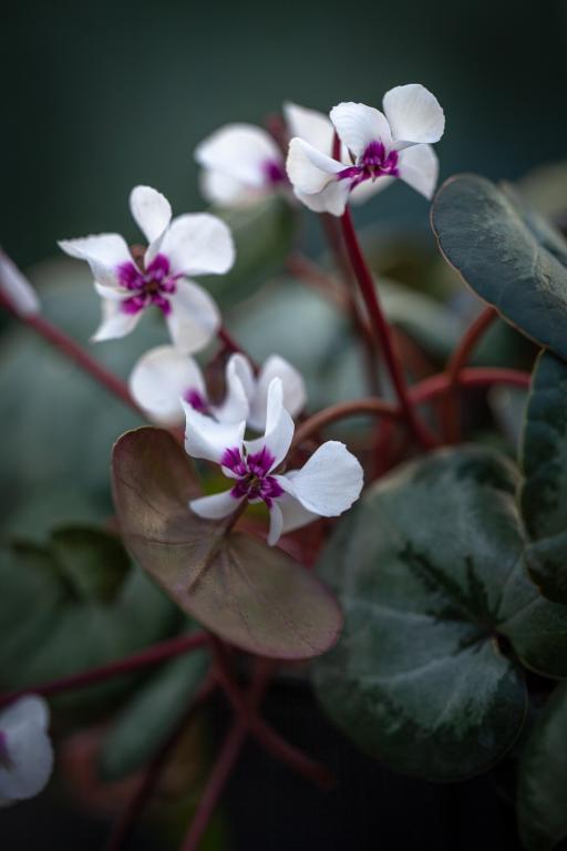 Cyclamen coum var. album