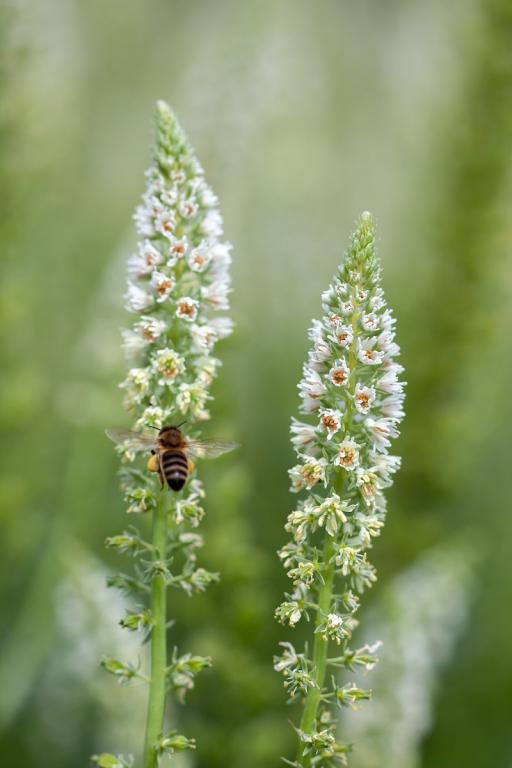 Reseda alba