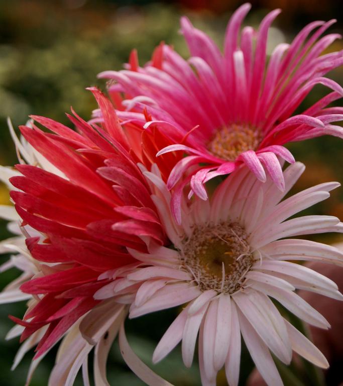 Gerbera jamesonii, Giant-flowered Hybrids
