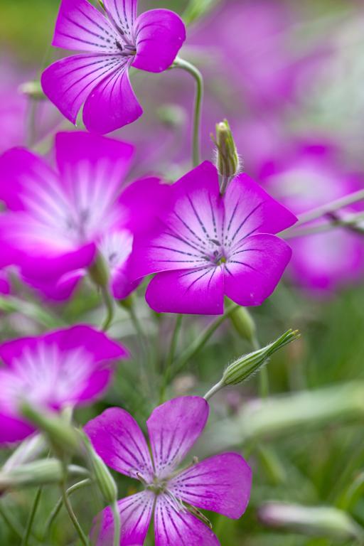 Agrostemma githago, 'Milas'