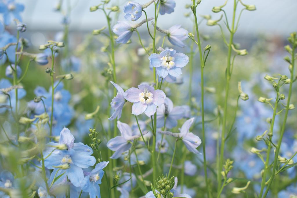 Delphinium x belladonna, 'Cliveden Beauty'