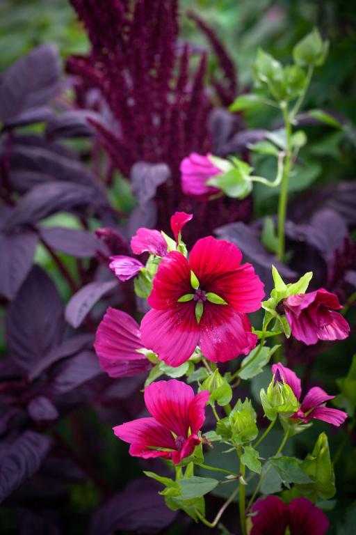 Malope trifida, 'Vulcan'