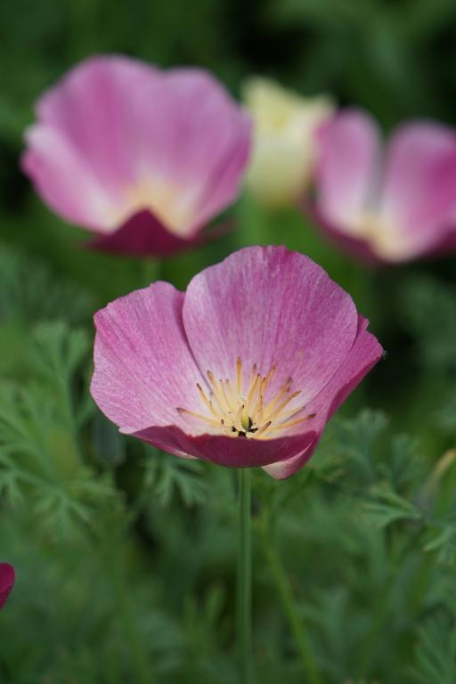 Eschscholzia californica, 'Purple Gleam'