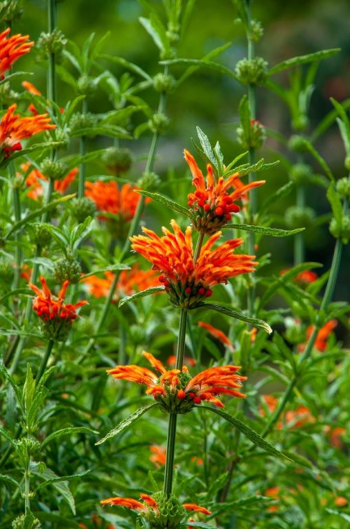 Leonotis leonurus