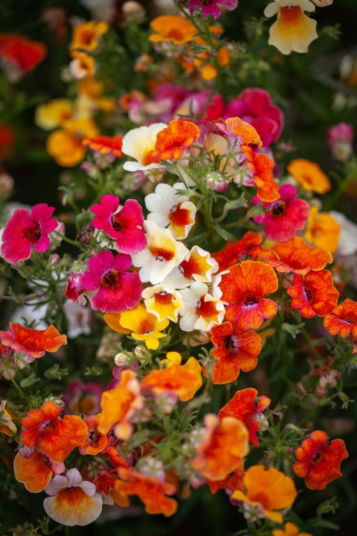 Nemesia strumosa, 'Carnival' Mixed