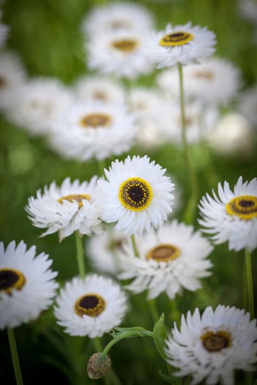 Helipterum roseum, 'Pierrot'