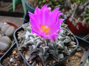 Ariocarpus, Mixed Species