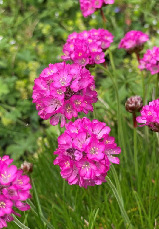 Armeria maritima, 'Splendens'