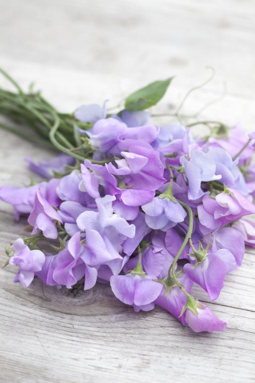 Lathyrus odoratus, 'Royal Lavender'