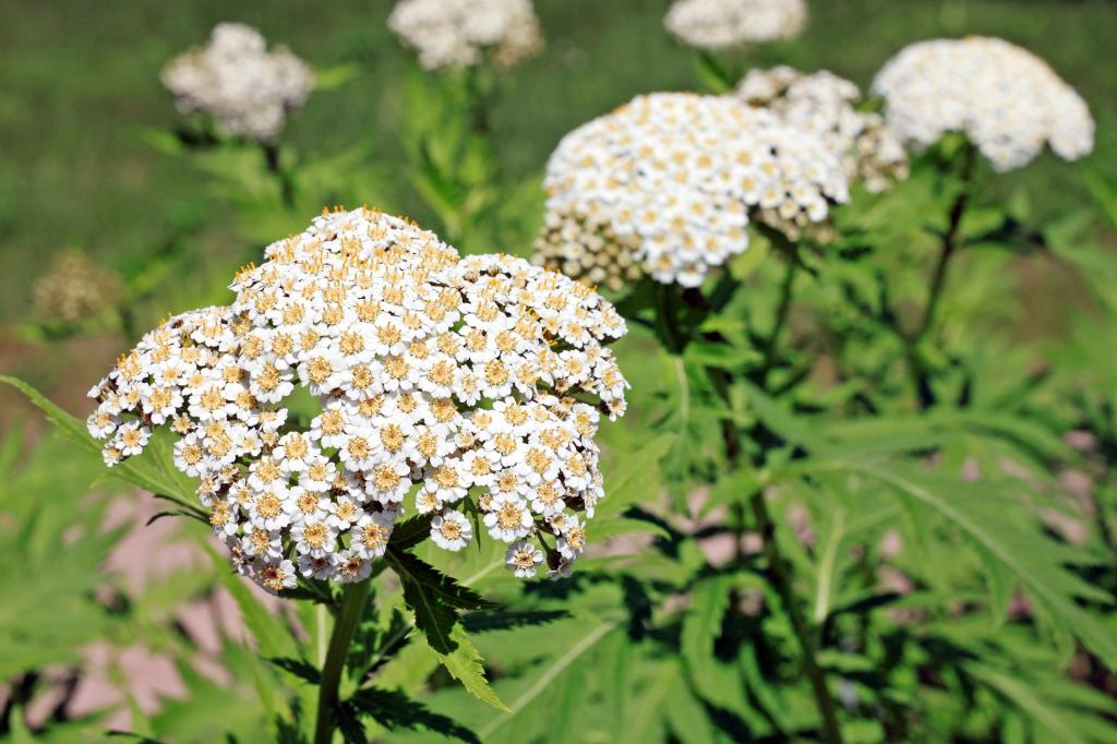 Tanacetum macrophyllum