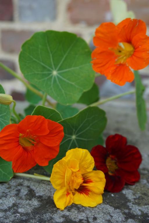 Tropaeolum majus, 'Gleam' Double Hybrids