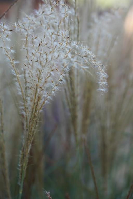 Miscanthus sinensis