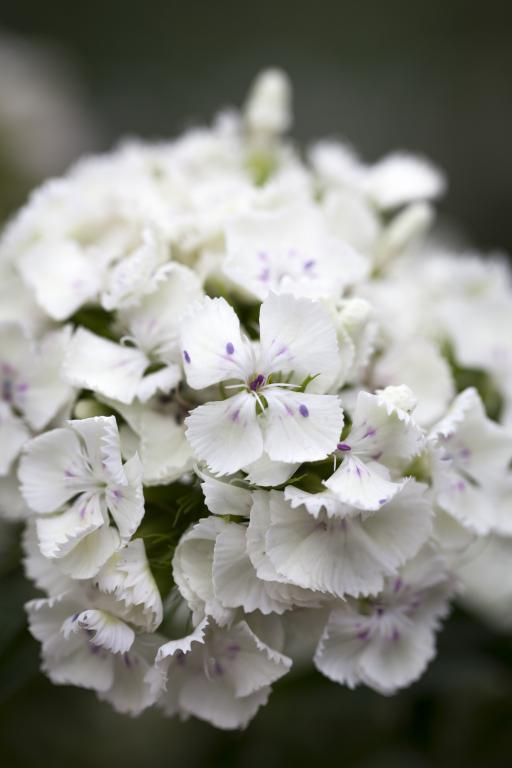 Dianthus barbatus, 'Albus'