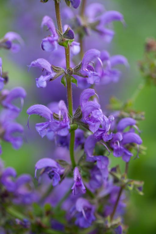 Salvia pratensis, 'Meadow Ballet Blend'