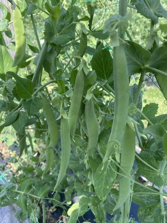 Pea, 'Kelvedon Wonder'
