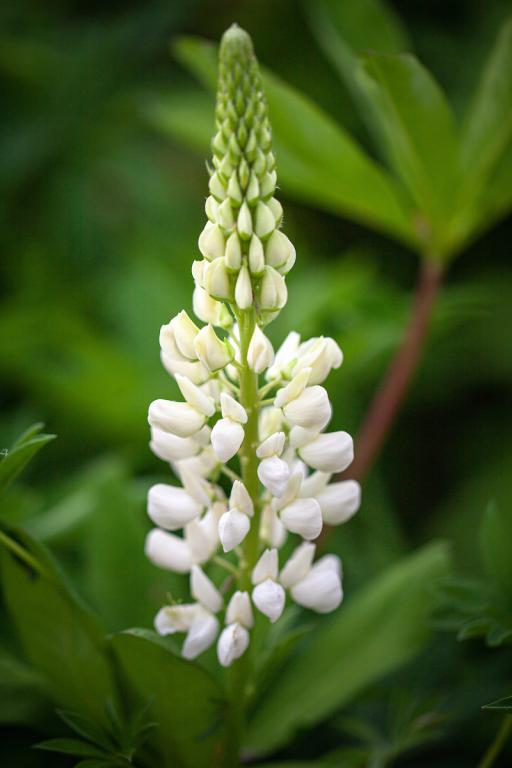 Lupinus polyphyllus, 'Noble Maiden'