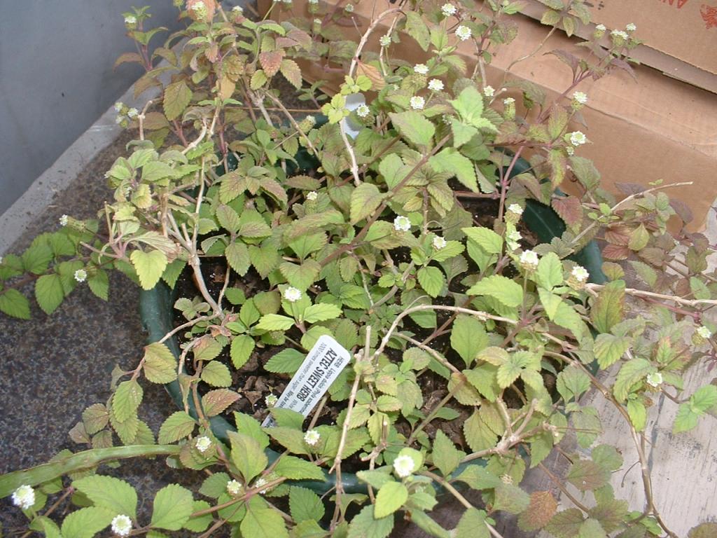 Mayan Mint (Lippia dulcis)