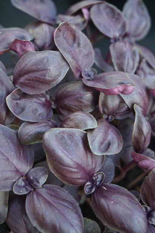 Basil, 'Red Rubin'