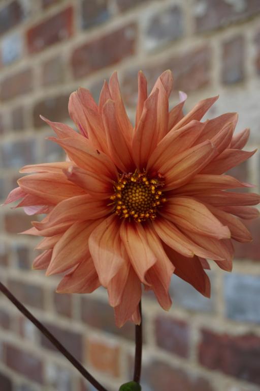Dahlia, Cactus Hybrids, Double Mixed