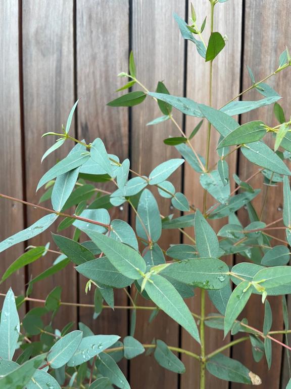 Eucalyptus parvifolia