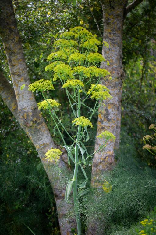 Ferula communis