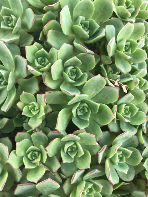 Aeonium, Mixed Species