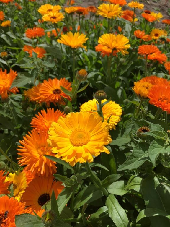 Calendula officinalis, Cut Flower Mixed