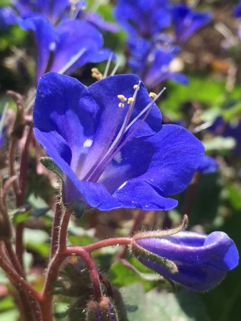 Phacelia campanularia