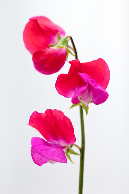 Lathyrus odoratus, 'Prince Edward of York'