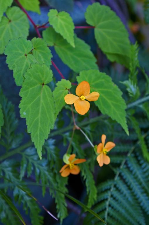 Begonia sutherlandii