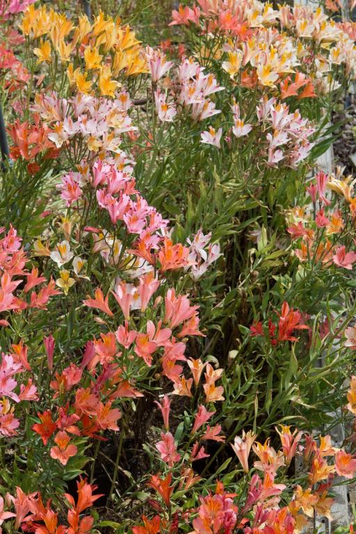 Alstroemeria, 'Ligtu Hybrids'