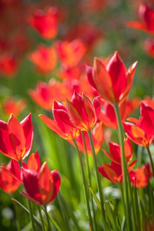 Tulipa sprengeri