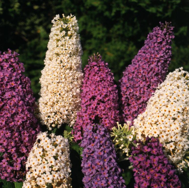 Buddleja davidii, Mixed Cultivars