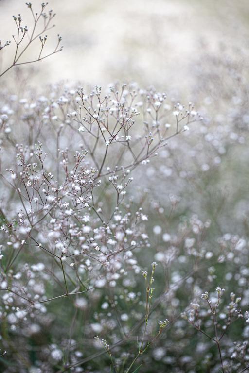 Gypsophila paniculata, 'Single White'