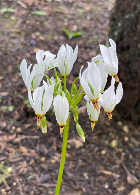 Dodecatheon meadia, 'Shooting Stars' Deluxe Mix