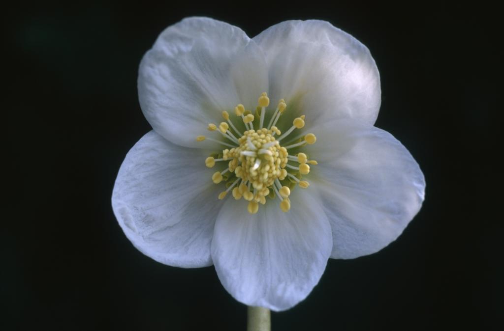 Helleborus niger