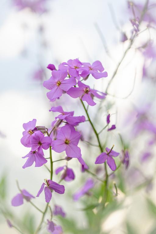 Hesperis matronalis, Purple-violet