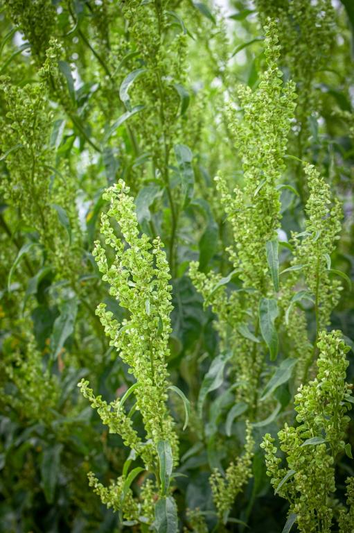 Atriplex hortensis, 'Green Plume'