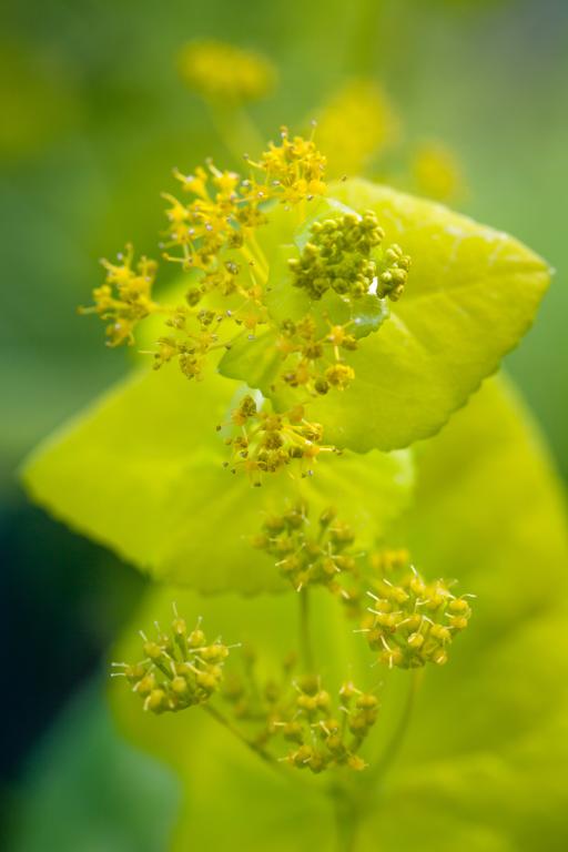 Smyrnium perfoliatum