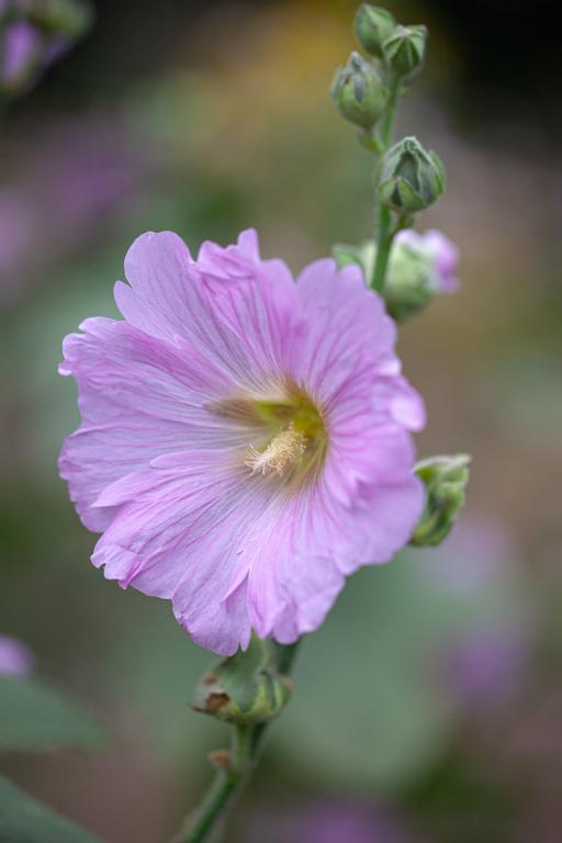 Alcea ficifolia, Mixed Hybrids