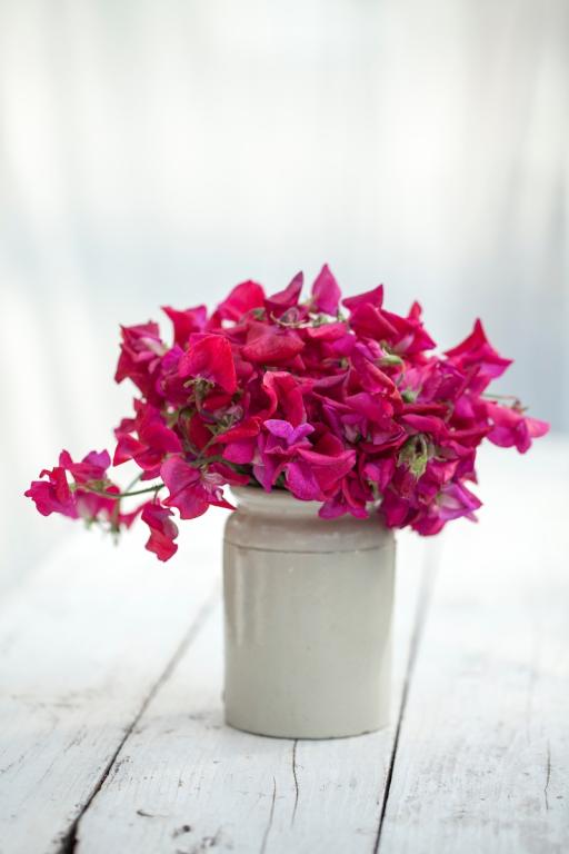 Lathyrus odoratus, 'King Edward VII'