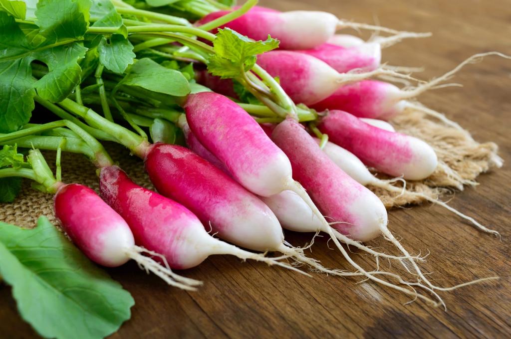 Radish, 'French Breakfast'