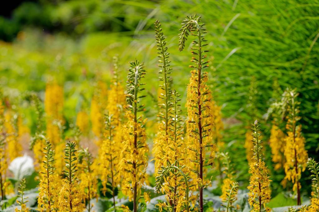 Ligularia przewalskii